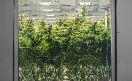 DEM360 Expertise in Cannabis Security for Cleveland