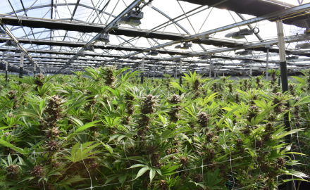 DEM360 Expertise in Cannabis Security for Columbus
