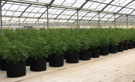 DEM360 Expertise in Cannabis Security for Dayton