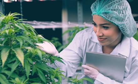 Meeting Ohio Cannabis Security Standards and Passing Inspections - Dayton