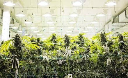 Ensuring Ohio Cannabis Security Compliance and Passing Inspections - Cincinnati