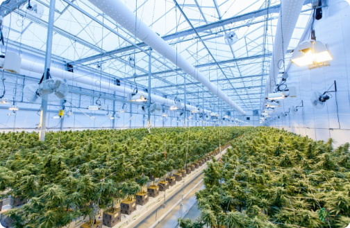 Multi-State Cannabis Business Solutions